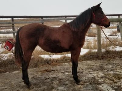 Paddys Gin Sweden JW <BR>AQHA 5935299